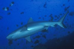 Grey reef shark, Maaya Thila (maldives). Nikon 801 inside... by Gines Galindo 